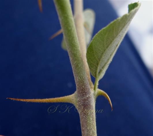 Stipular spines